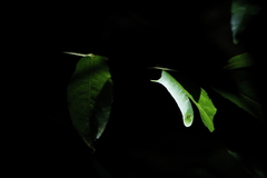 Smerinthinae
