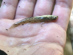 Etheostoma nigrum