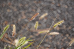 Setaria pumila