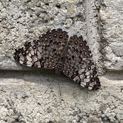 Hamadryas feronia farinulenta