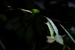 Smerinthinae