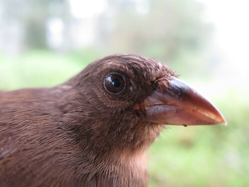 Principe Seedeater (Crithagra rufobrunnea), photo 5