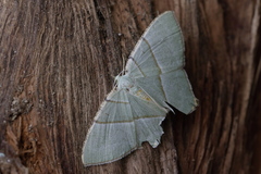 Neohipparchus vallata