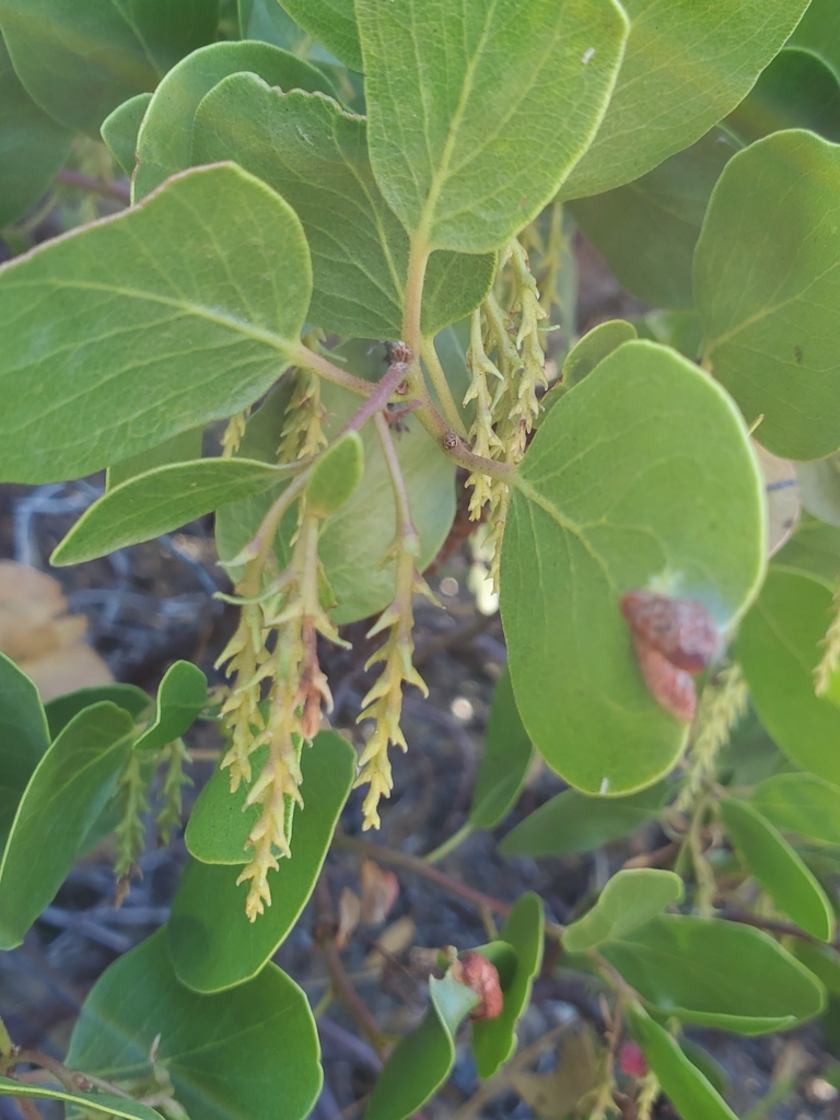 greenleaf manzanita from Pacific House, CA 95726, USA on August 27
