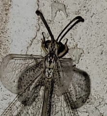 Clathroneuria coquilletti