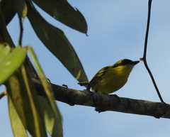 Todirostrum chrysocrotaphum