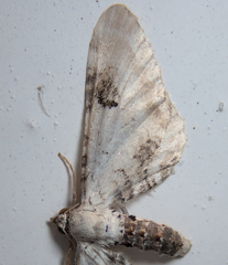 Eupithecia centaureata