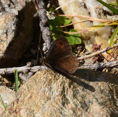 Erebia