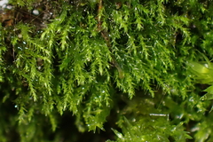 Amblystegium serpens