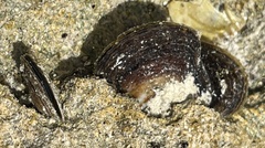 Isognomon alatus