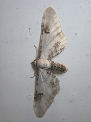 Eupithecia centaureata