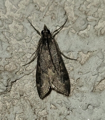 Loxostege allectalis