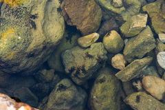 Pachygrapsus marmoratus