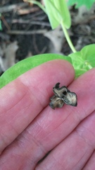 Uvularia grandiflora