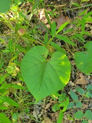 Ampelomyia vitispomum