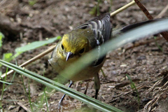 Setophaga occidentalis
