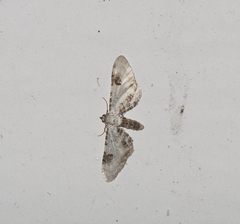 Eupithecia centaureata