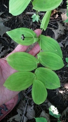 Uvularia grandiflora