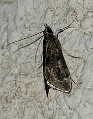 Loxostege allectalis