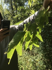 Ulmus rubra
