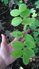 Uvularia grandiflora