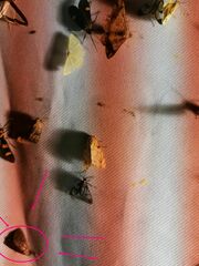Noctuoidea