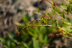 Koenigia phytolaccifolia