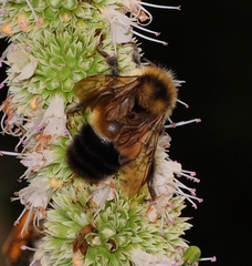 Bombus affinis