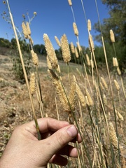 Phalaris aquatica