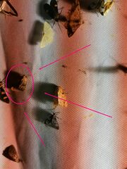Noctuoidea