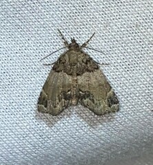 Cutina distincta