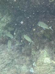 Diplodus sargus