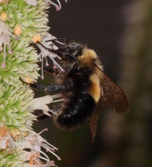 Bombus affinis