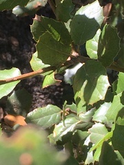 Callirhytis quercussuttoni