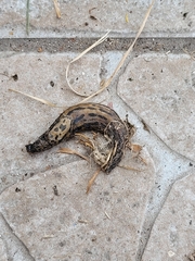 Limax maximus