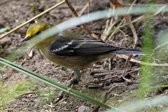 Setophaga occidentalis