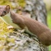 British Stoat - Photo (c) rhigham, some rights reserved (CC BY-NC)
