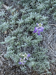 Lupinus excubitus