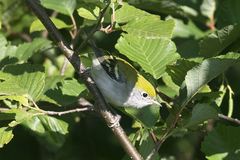 Setophaga pensylvanica