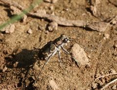 Cicindela repanda