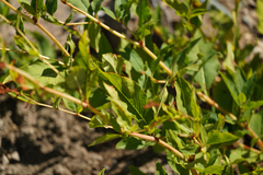 Koenigia phytolaccifolia