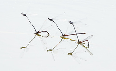 Lestes australis