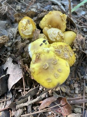 Validae