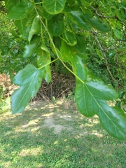 Morus rubra