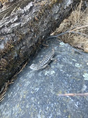 Sceloporus occidentalis taylori