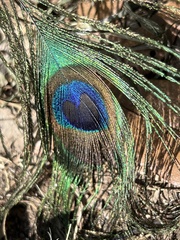 Pavo cristatus