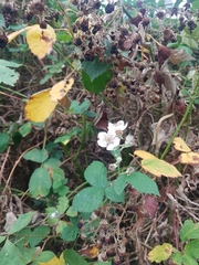 Rubus armeniacus
