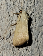 Bagisara buxea
