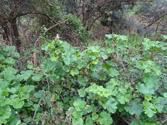 Pelargonium zonale