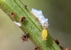 Cryptolaemus montrouzieri